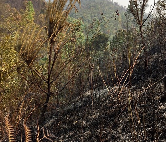 Liên tiếp xảy ra hai vụ cháy rừng ở Thuận Châu, Sơn La
